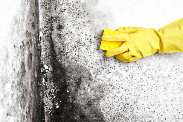 Crawl Space Mold Removal in Oldsmar, FL