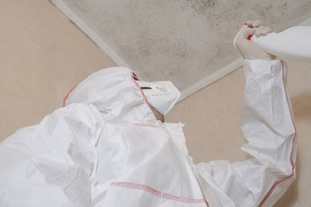 Best Certified Mold Removal  in Oldsmar, FL