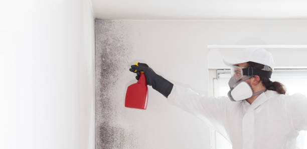 Best Mold Damage Repair  in Oldsmar, FL