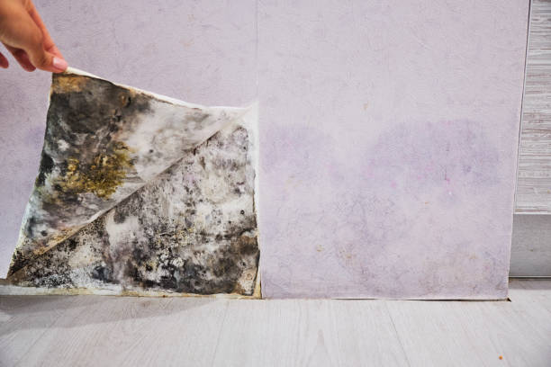 Best Attic Mold Removal  in Oldsmar, FL